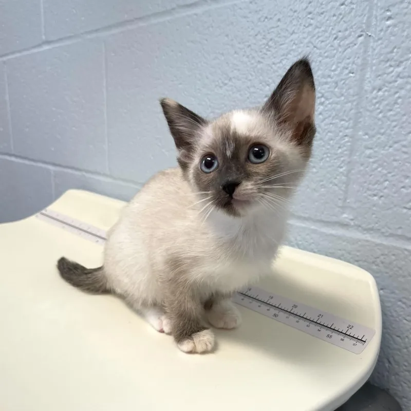 A baby small-sized female White Domestic Short Hair cat named Bird Feeder for adoption in Carencro, LA