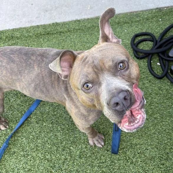 An adult medium-sized male Brindle Mixed Breed dog named D.o.g. for adoption in Pittsburgh, PA