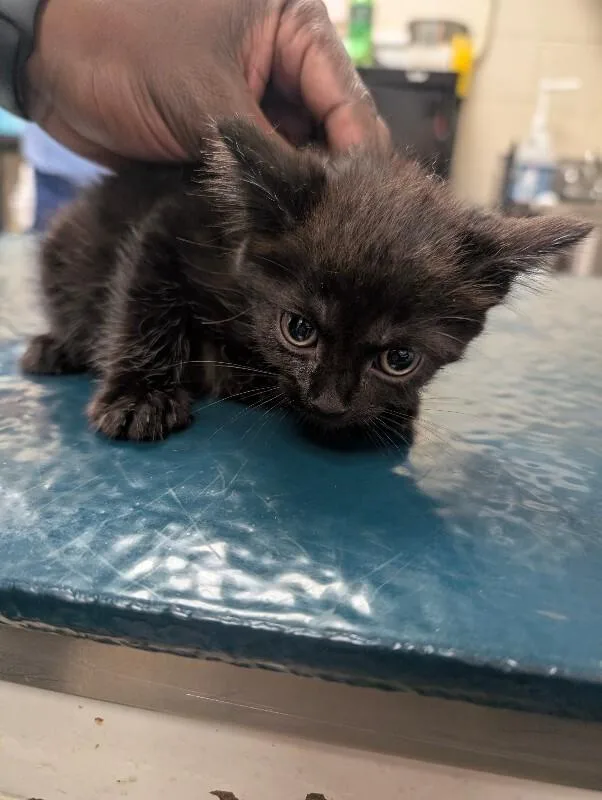 A young medium-sized female Black Domestic Short Hair cat named Salem for adoption in Mobile, AL
