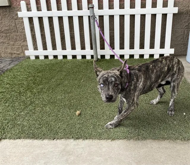 A young medium-sized male German Shepherd Dog dog named Lance for adoption in Modesto, CA