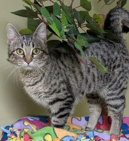 An adult medium-sized female Domestic Short Hair cat named Sammy for adoption in Hastings, NE