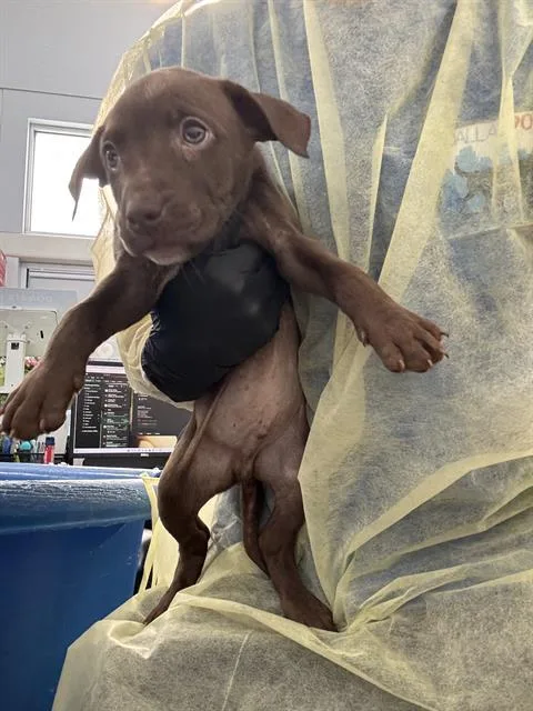 A baby medium-sized male Mixed Breed dog named Tony for adoption in Dallas, TX