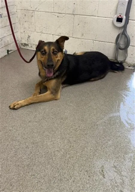 A young large-sized male German Shepherd Dog dog named Dahlia for adoption in San Bernardino, CA