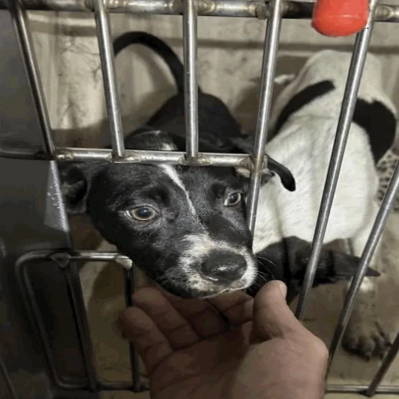 A baby small-sized male Black Mixed Breed dog named Marko for adoption in Indianapolis, IN