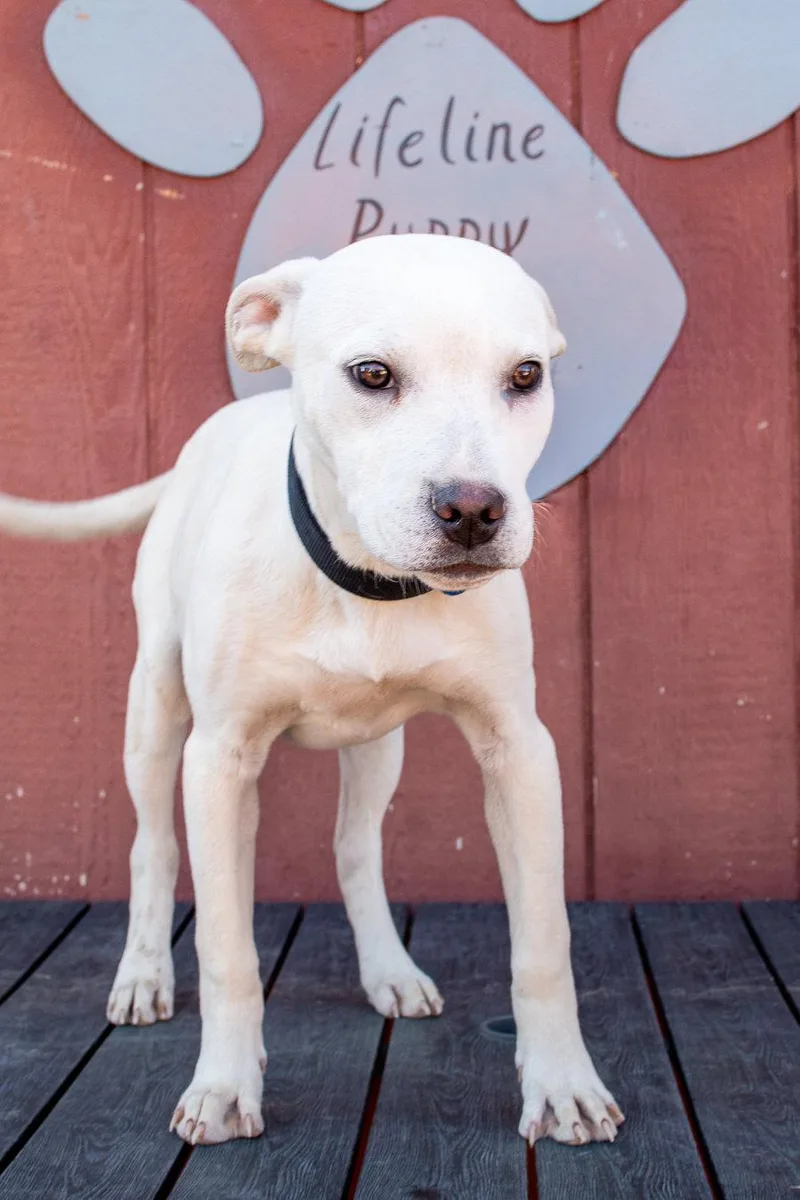 A young medium-sized male Shepherd dog named Bill for adoption in Brighton, CO