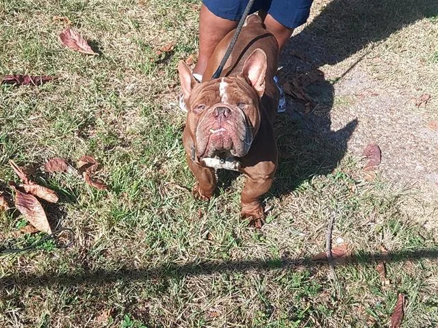 A young large-sized male American Staffordshire Terrier dog named Big Boy for adoption in Fort Lauderdale, FL