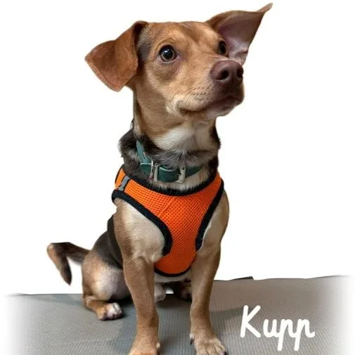 A young small-sized male Brown / Chocolate Dachshund dog named Kupp for adoption in Tulsa, OK