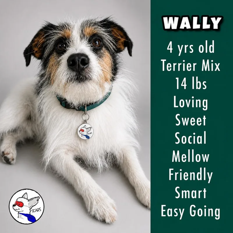Wally thumbnail 4