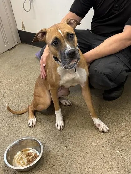 A young medium-sized female Yellow / Tan / Blond / Fawn Boxer dog named Netty for adoption in Cleveland, OH
