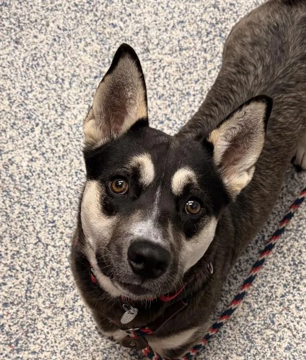 An adult medium-sized male Siberian Husky dog named Lasagna for adoption in Golden, CO