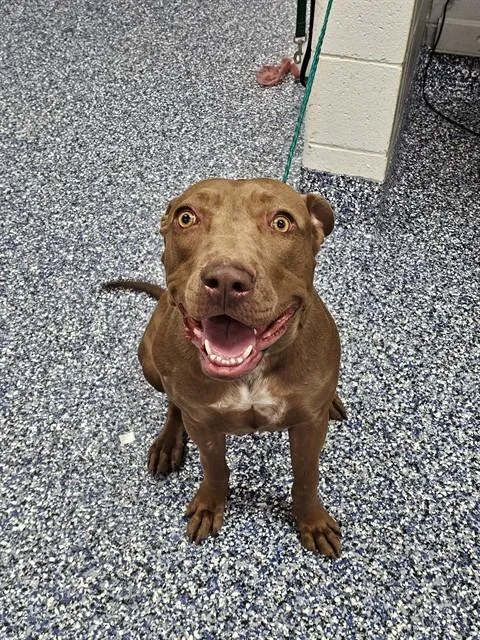 A young medium-sized female Pit Bull Terrier dog named Rosie for adoption in Thousand Palms, CA