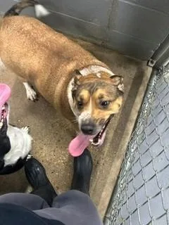 An adult large-sized female American Staffordshire Terrier dog named Catherine for adoption in Prichard, AL