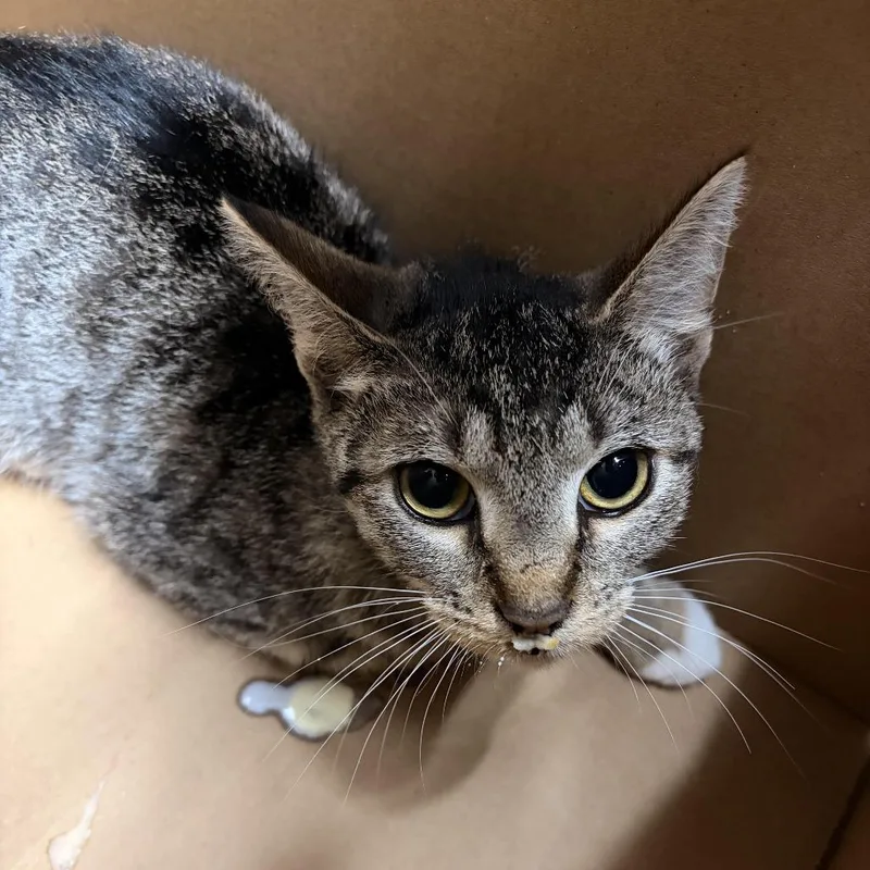 A baby small-sized female Brown / Chocolate Domestic Short Hair cat named Twill for adoption in Newark, NJ