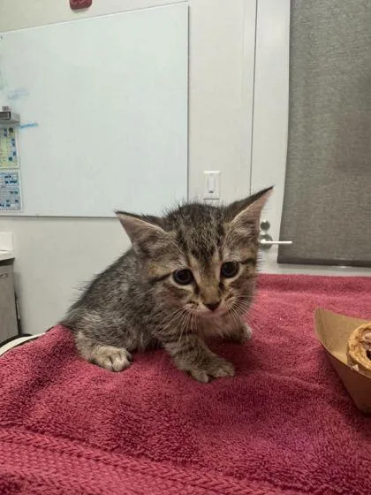 A baby small-sized female Brown / Chocolate Domestic Short Hair cat named Dana for adoption in Kansas City, MO