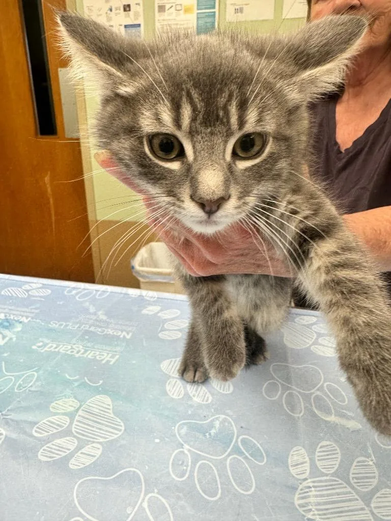 A baby small-sized male Domestic Short Hair cat named Yogi Bear for adoption in Waverly, NY