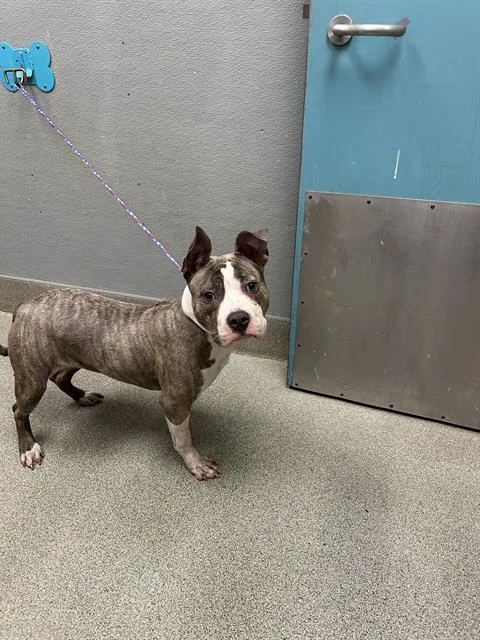 A young medium-sized female Pit Bull Terrier dog named Puffles for adoption in Las Vegas, NV