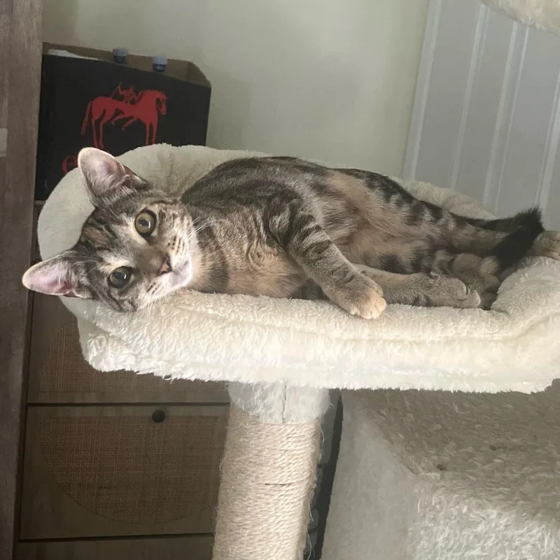 Clementine