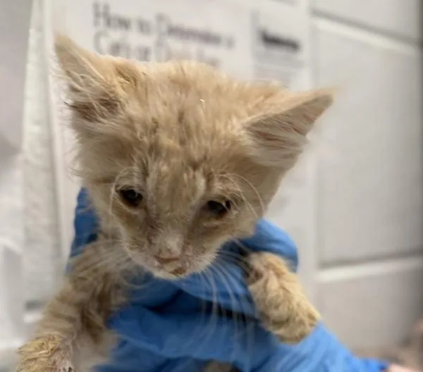 A baby small-sized male Domestic Short Hair cat named Hoopz for adoption in Golden, CO