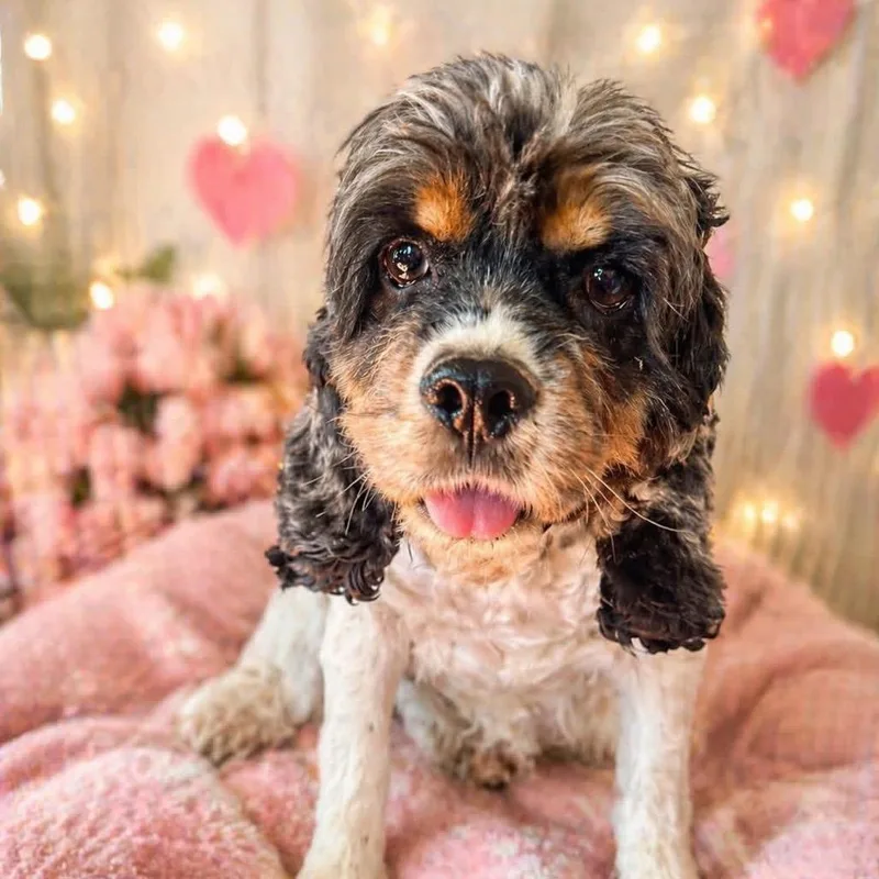 An adult medium-sized female White / Cream Cocker Spaniel dog named Chy for adoption in Pittsburg, KS