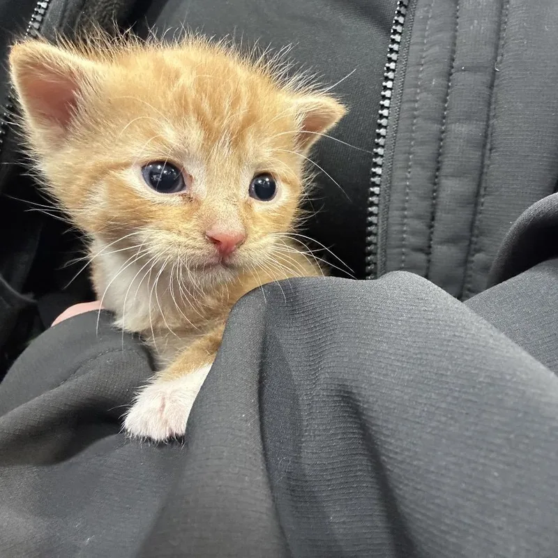 A baby small-sized male Orange / Red Domestic Short Hair cat named HeathCliff for adoption in Newark, NJ
