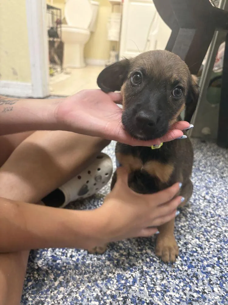 A baby small-sized female Tricolor (Brown, Black, & White) American Bulldog dog named Dahlia for adoption in Lakeland, FL