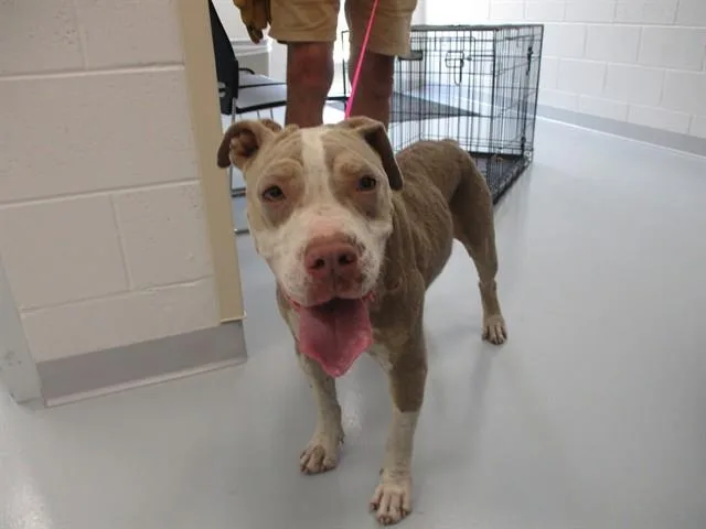 An adult medium-sized female American Staffordshire Terrier dog named Dolphin for adoption in Ocala, FL