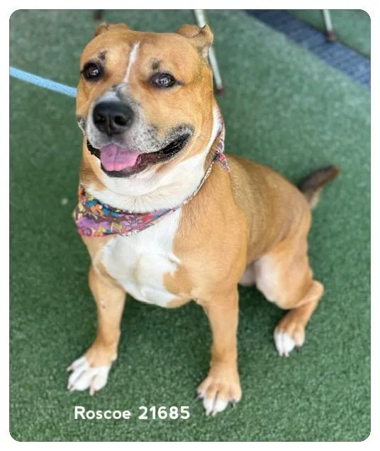 An adult medium-sized male Tricolor (Brown, Black, & White) Pit Bull Terrier dog named Roscoe for adoption in Marietta, GA