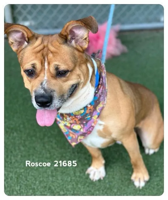 Roscoe thumbnail 2