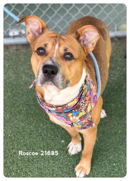 Roscoe thumbnail 3