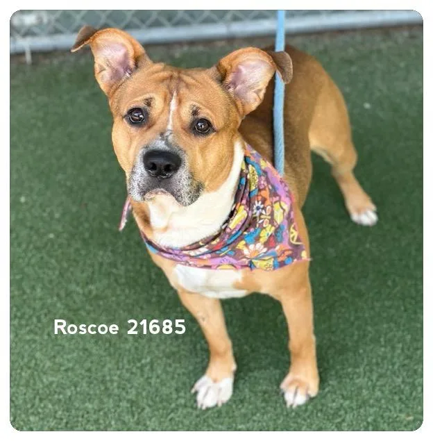 Roscoe thumbnail 4
