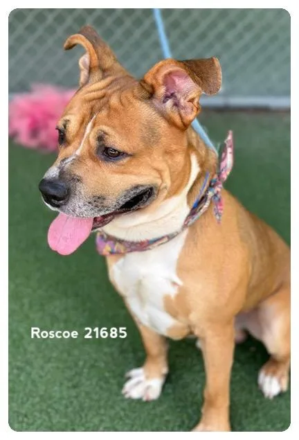 Roscoe thumbnail 5