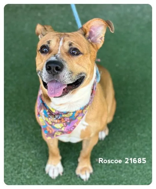Roscoe thumbnail 6