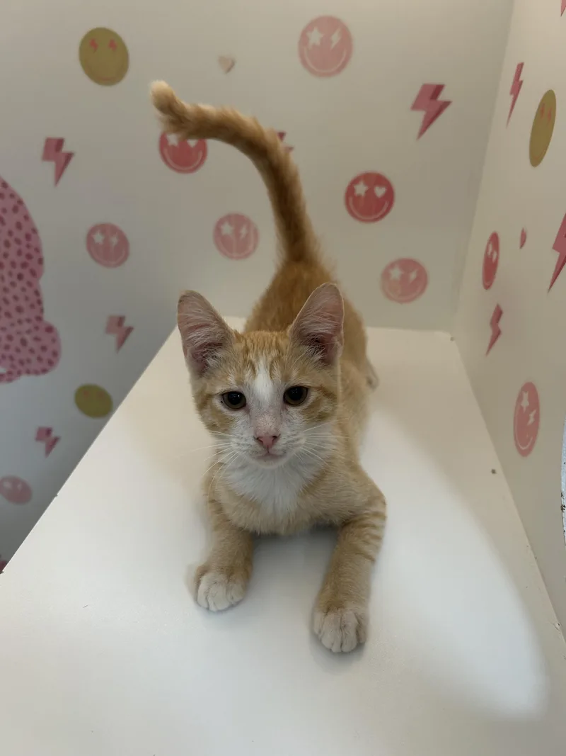 A baby small-sized female Domestic Short Hair cat named Mikayla for adoption in Honolulu, HI