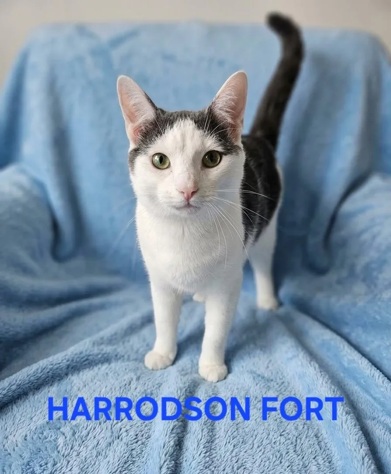 An adult medium-sized male Gray / Blue / Silver Domestic Short Hair cat named Harrodson Fort for adoption in Harrodsburg, KY