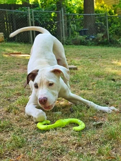 An adult medium-sized female Fox Terrier dog named Melissa for adoption in Lawrenceville, GA