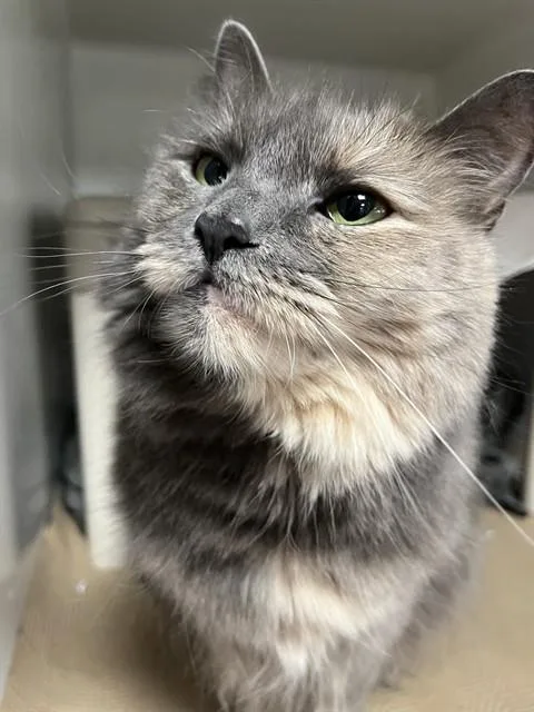 An adult medium-sized female Domestic Long Hair cat named Shadow for adoption in Boston, MA