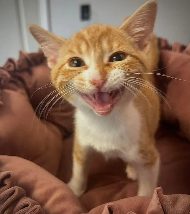 A baby medium-sized female Orange & White Domestic Short Hair cat named Missa for adoption in Gettysburg, PA