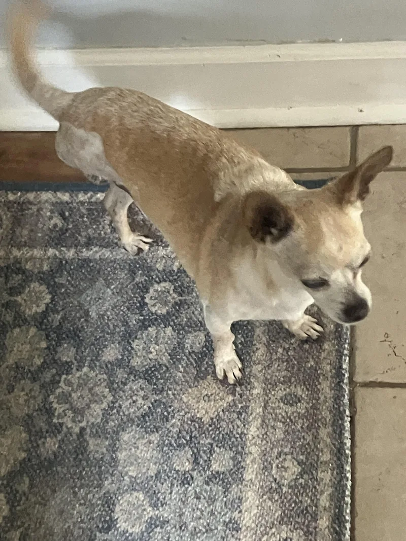 A young small-sized female Yellow / Tan / Blond / Fawn Chihuahua dog named Lil Man for adoption in Durham, NC