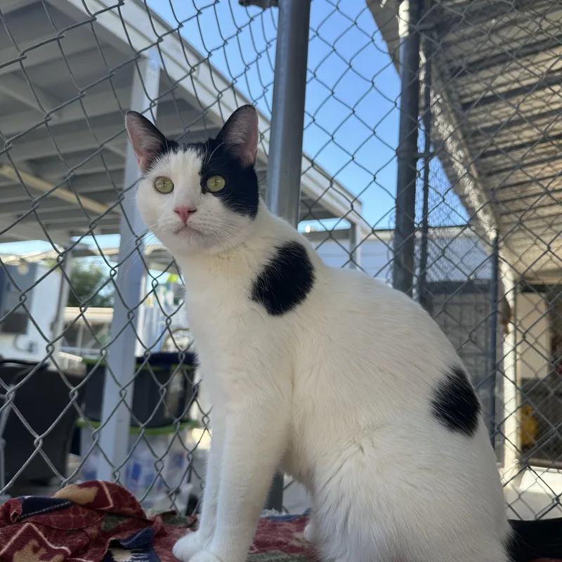 An adult medium-sized male Black & White / Tuxedo Domestic Short Hair cat named Onion for adoption in El Cajon, CA