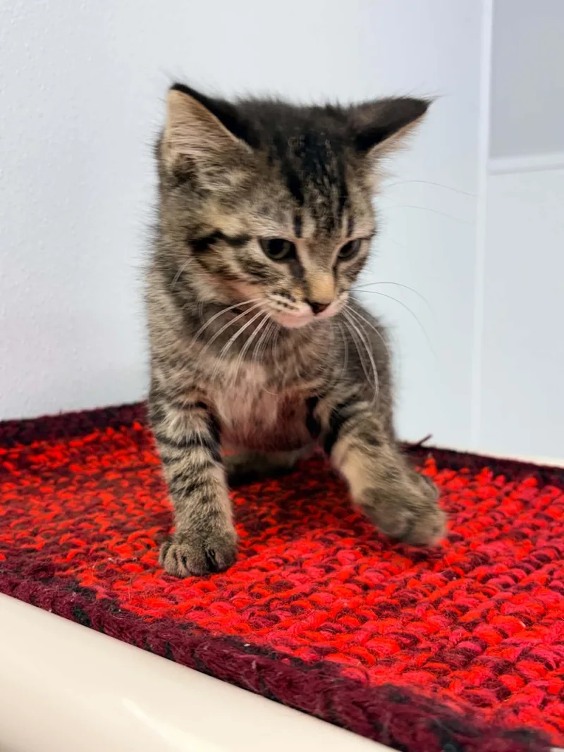 A baby small-sized female Tabby (Brown / Chocolate) Domestic Short Hair cat named Marley for adoption in Kalamazoo, MI