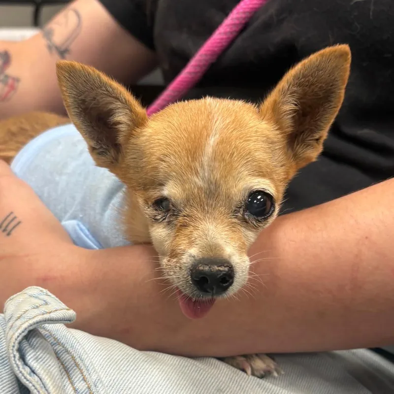 A senior small-sized female Chihuahua dog named Luciel for adoption in Yuma, AZ