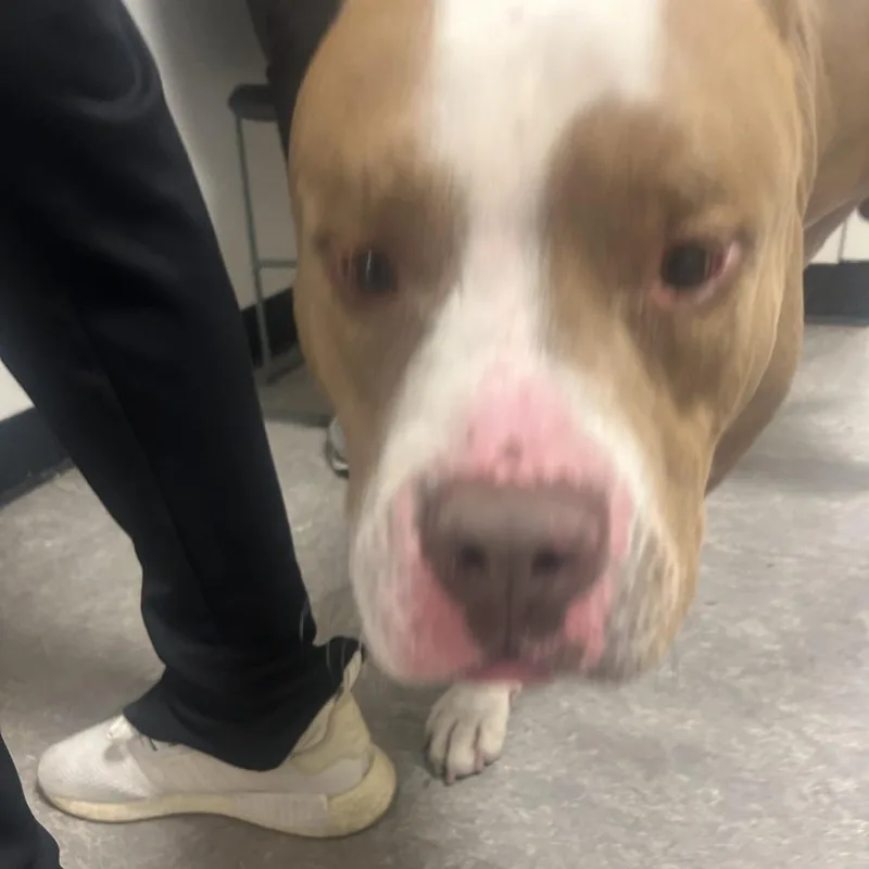 An adult large-sized male Yellow / Tan / Blond / Fawn Pit Bull Terrier dog named Diamond for adoption in Philadelphia, PA