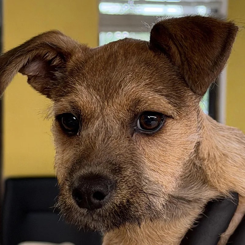 A baby medium-sized male Brown / Chocolate Terrier dog named Tobby for adoption in Boca Raton, FL