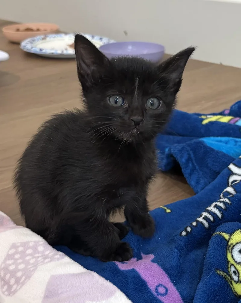 A baby medium-sized female Black Domestic Short Hair cat named Essence for adoption in Fruit Heights, UT