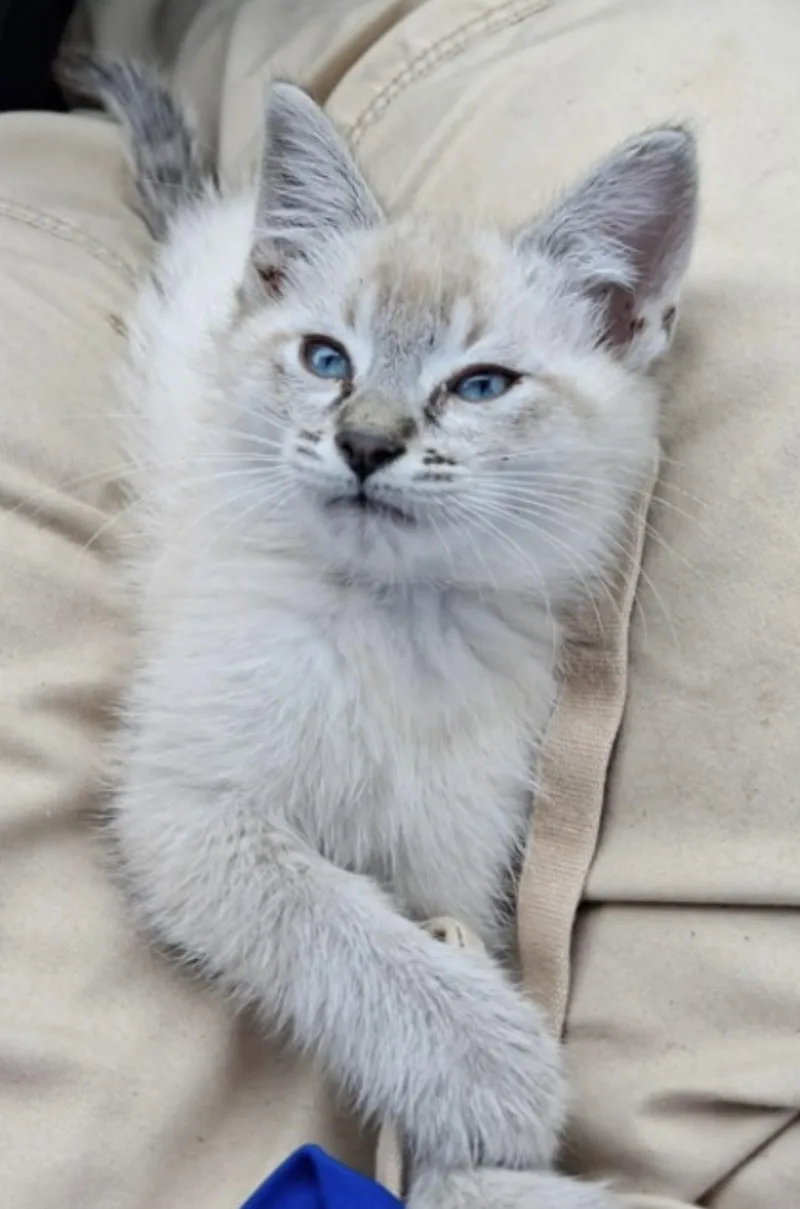 A baby small-sized male Siamese cat named Kai for adoption in North Arlington, NJ