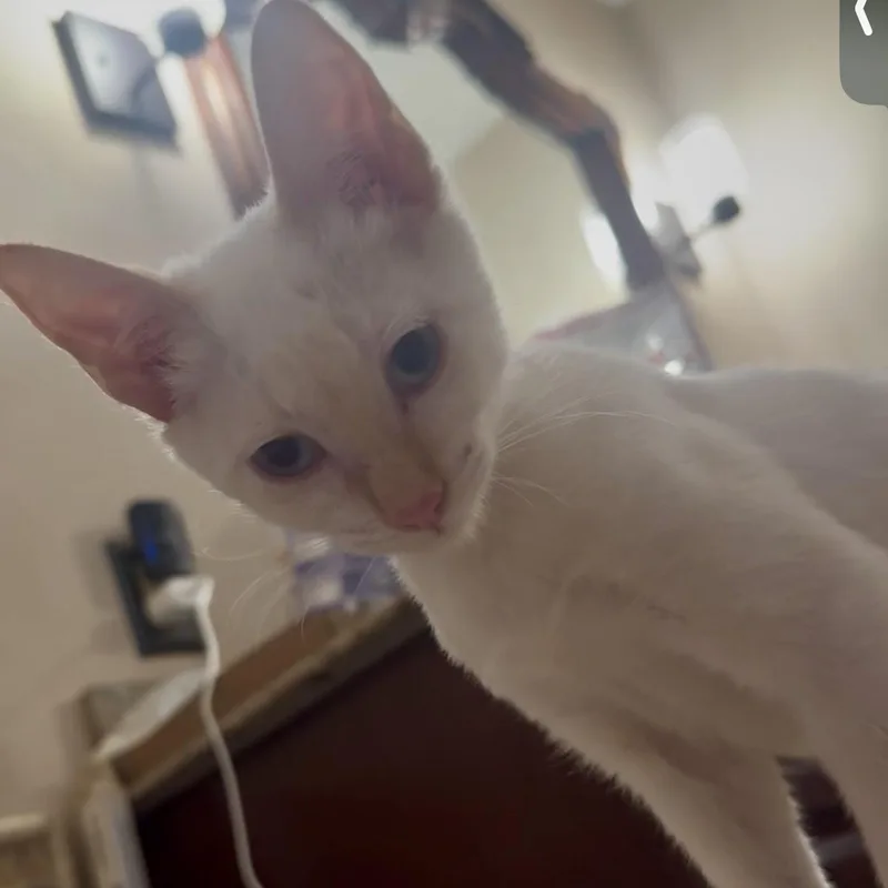 A baby medium-sized male Orange & White Domestic Short Hair cat named Jack Frost for adoption in Liverpool, TX