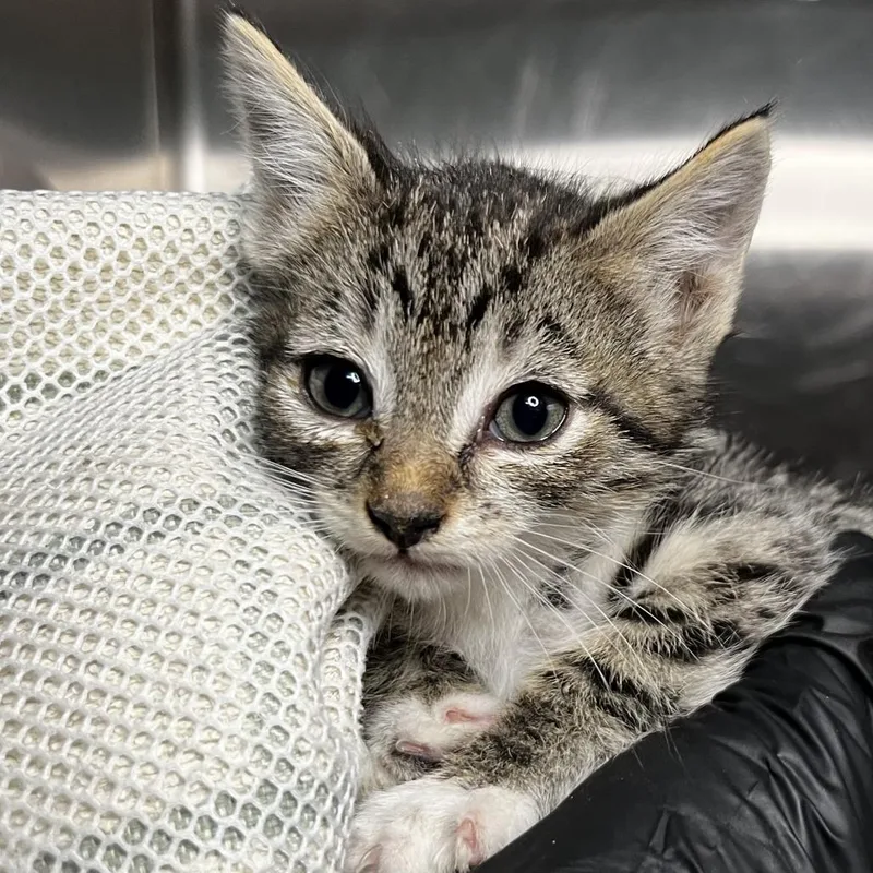 A baby small-sized female Brown / Chocolate Domestic Short Hair cat named Jazmin for adoption in Palm Springs, CA
