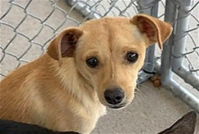 A young small-sized male Apricot / Beige Chihuahua dog named Spice URGENT for adoption in Thousand Oaks, CA