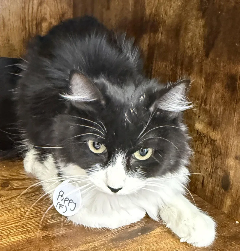 A young medium-sized female Tuxedo cat named Poppy CCC for adoption in San Luis Obispo, CA