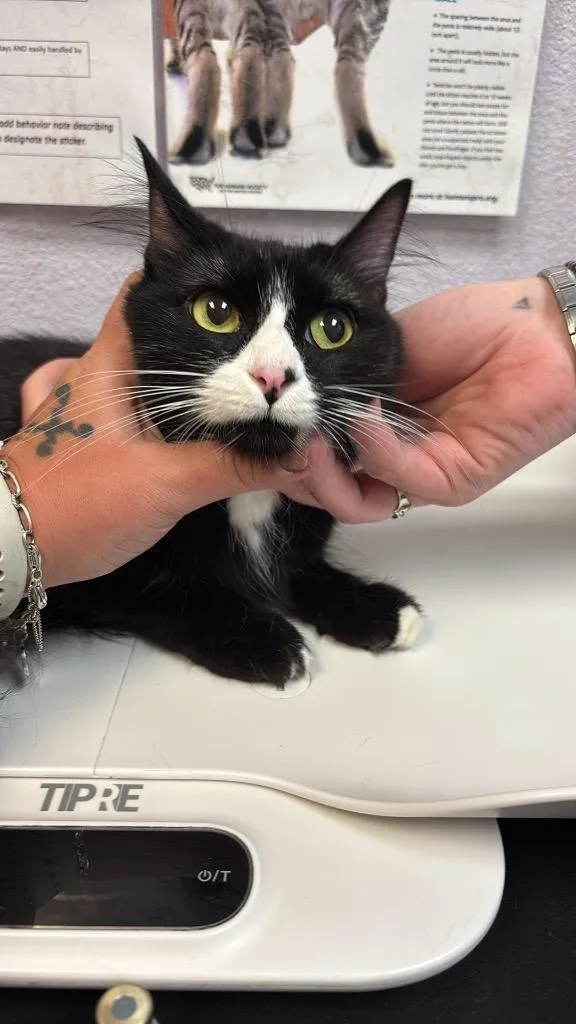 A young medium-sized female Domestic Short Hair cat named Sixseven for adoption in New Braunfels, TX